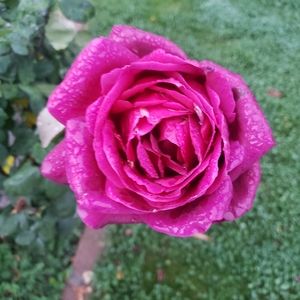 Meet your Posher, Mary